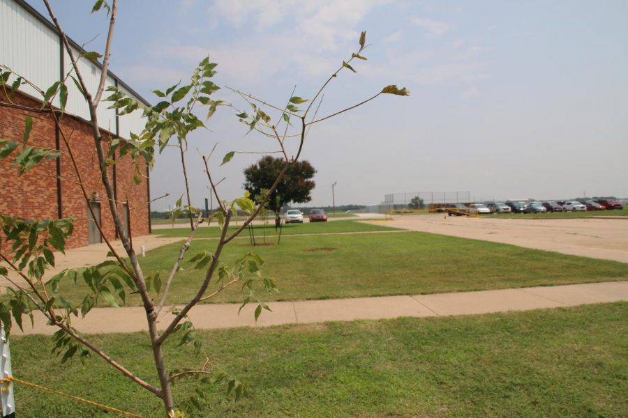The new tree in front of the school.