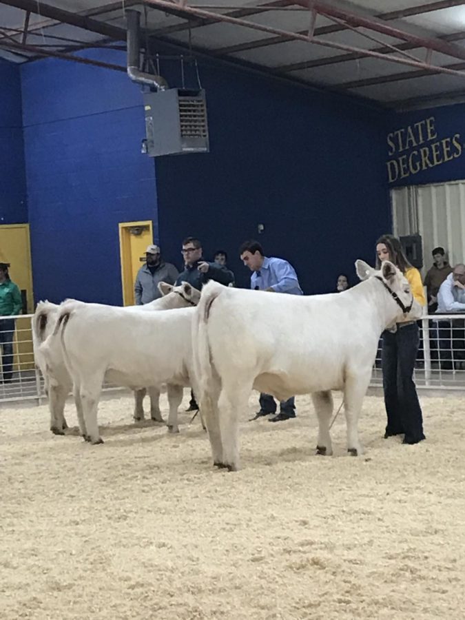 Canton FFA Competes in Way Out West Show